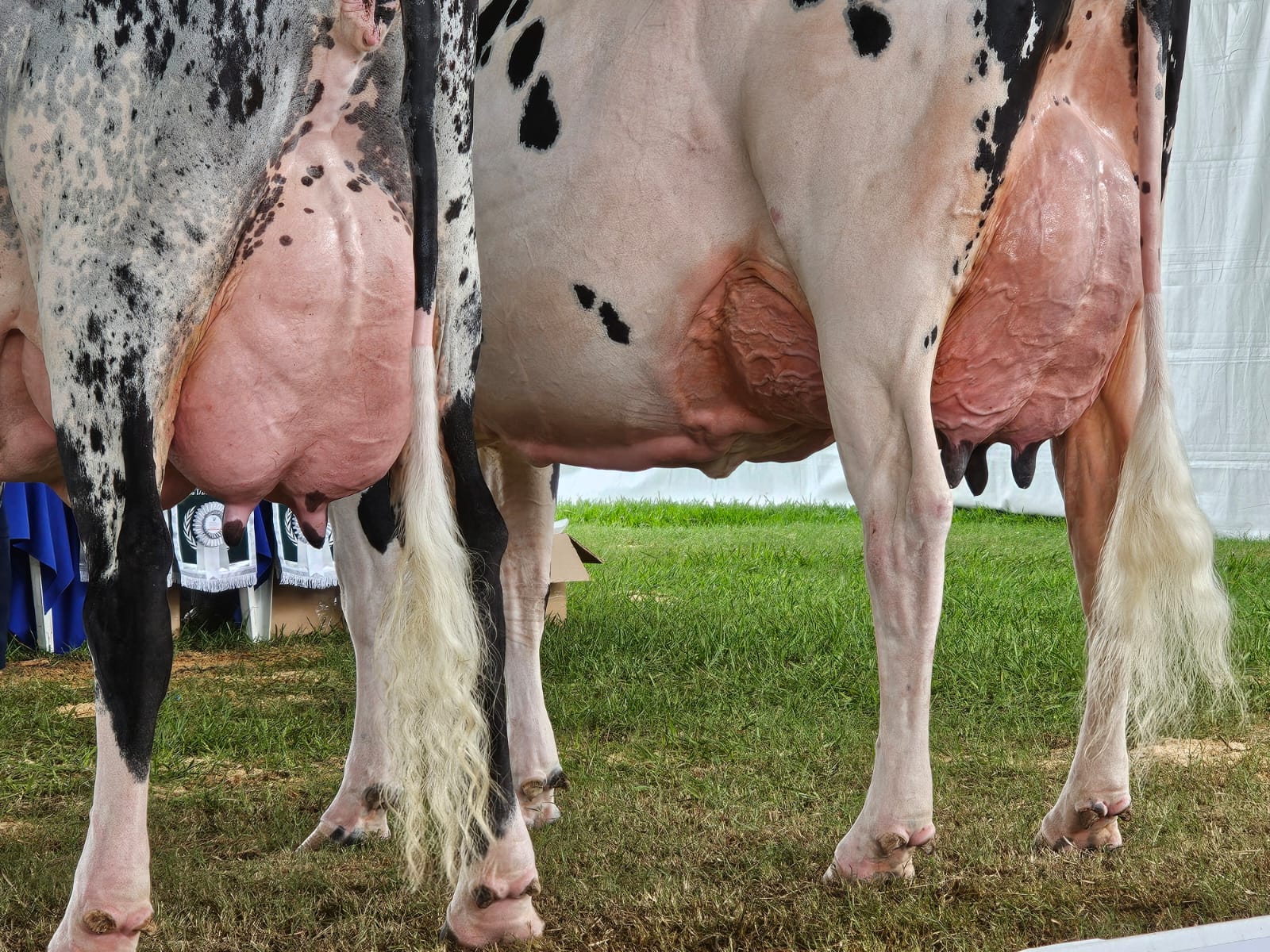 Semex Brasil conquista grandes resultados na Fest Milk 2024, em